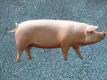 About Different Cuts Of Pork